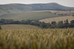 The South Downs
