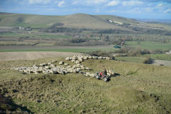 Bringing ewes down Beddingham hill