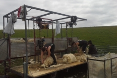 Shearing