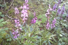 Orchids on Beddingham hill