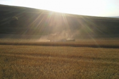Harvest