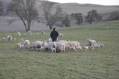 Ewes & charollais lambs in Lay field