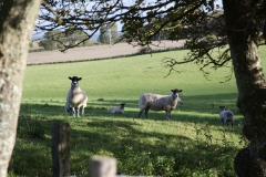 Ewes in Lay field