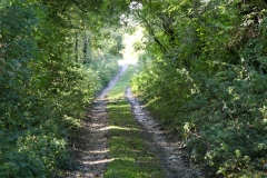 Spooky Lane